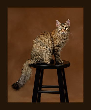 Pet_Portrait_Constance_Sanders_Photography