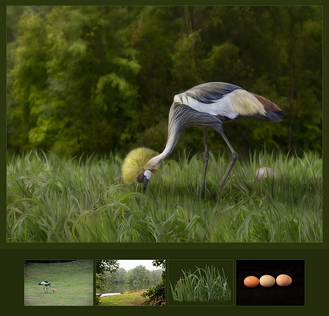 "Now Where Did I Leave Junior?" Merit Image, PPA Merit Image Review, April 2023