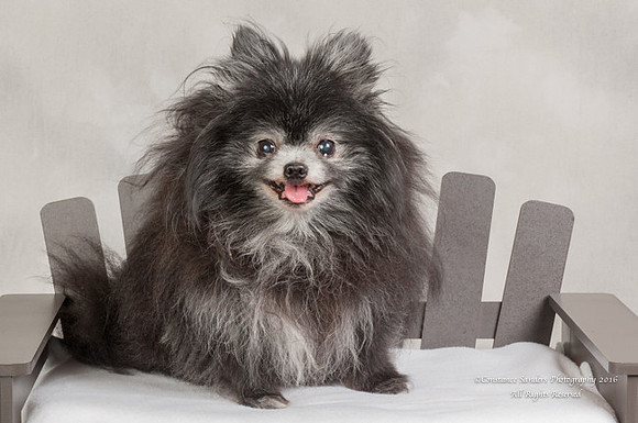 Pet_Portrait_Constance_Sanders_Photography