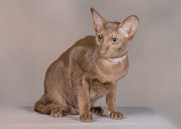 Pet_Portrait_Constance_Sanders_Photography