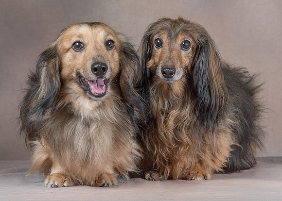 Pet_Portrait_Constance_Sanders_Photography