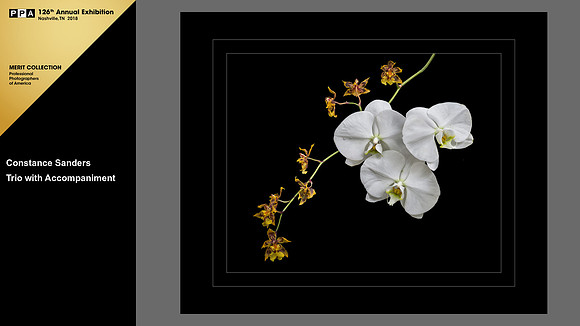 2017 IPC Photographic Open Competition,Showcase Collection