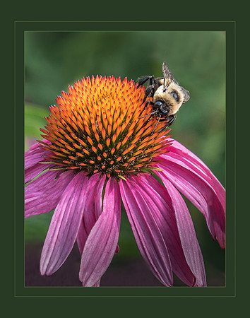 2018 PhotoPro Expo Print Competition, Second Place Ribbon