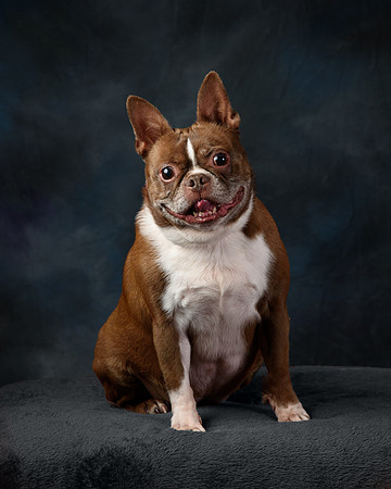 Pet_Portrait_Constance_Sanders_Photography