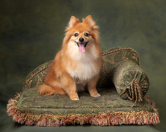 Pet_Portrait_Constance_Sanders_Photography