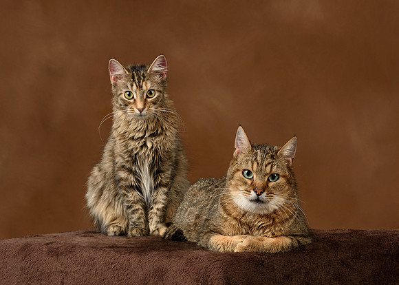 Pet_Portrait_Constance_Sanders_Photography