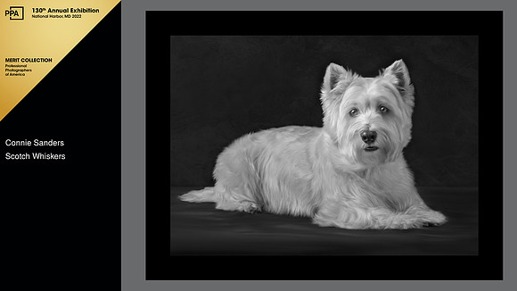 2021 IPC Photographic Open Competition, Showcase Collection