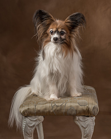 Pet_Portrait_Constance_Sanders_Photography