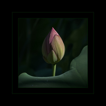 2019 PhotoPro Expo Print Competition, Merit