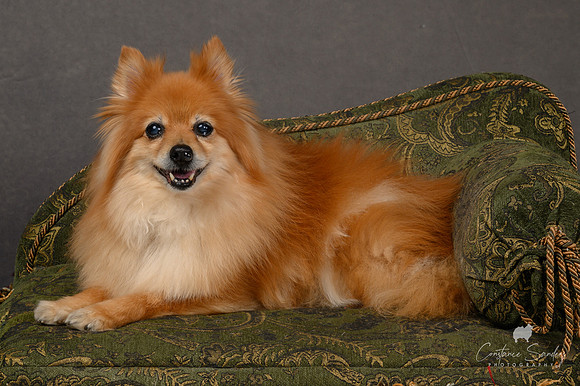 Pet_Portrait_Constance_Sanders_Photography