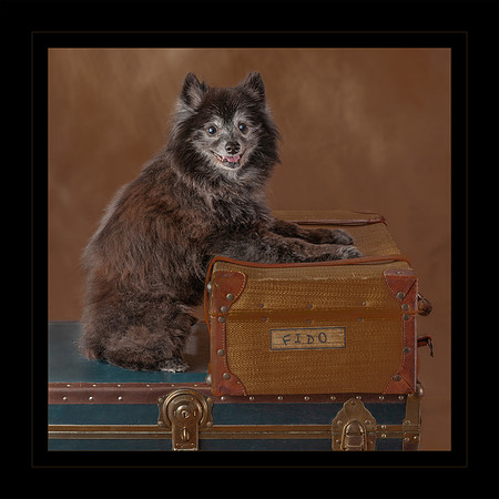 Pet_Portrait_Constance_Sanders_Photography