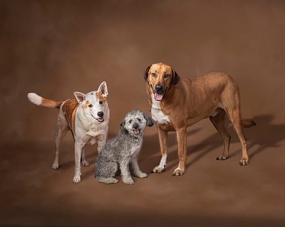 Pet_Portrait_Composite_3_dogs_Constance_Sanders_Photography