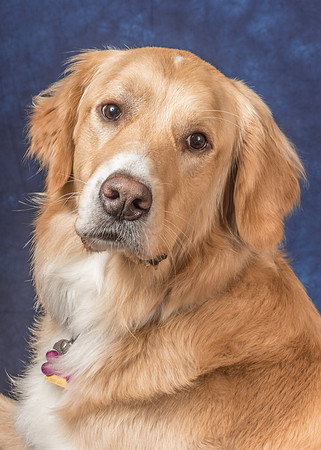 Pet_Portrait_Constance_Sanders_Photography
