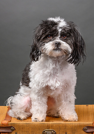 Pet_Portrait_Constance_Sanders_Photography