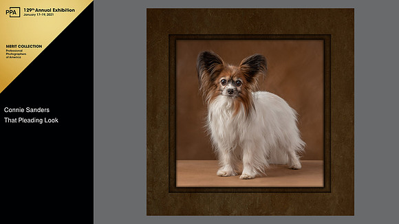 2020 IPC Open Photographic Competition, Merit