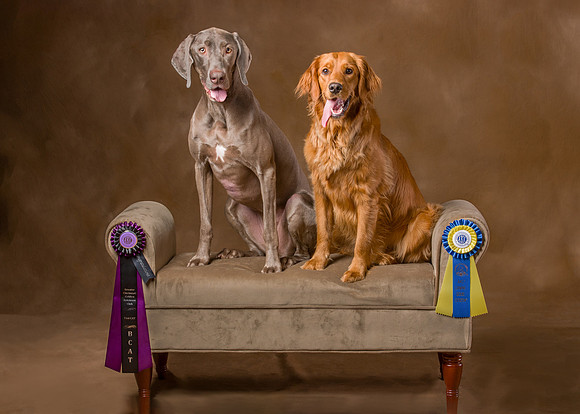 Pet_Portrait_Constance_Sanders_Photography