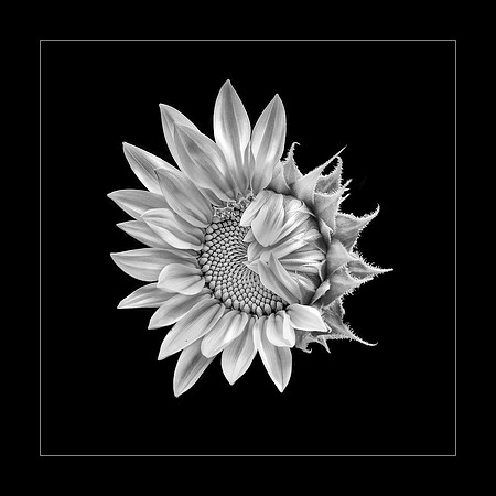 2016 PhotoPro Expo Photographic Competition, Merit Image (blue Ribbon)